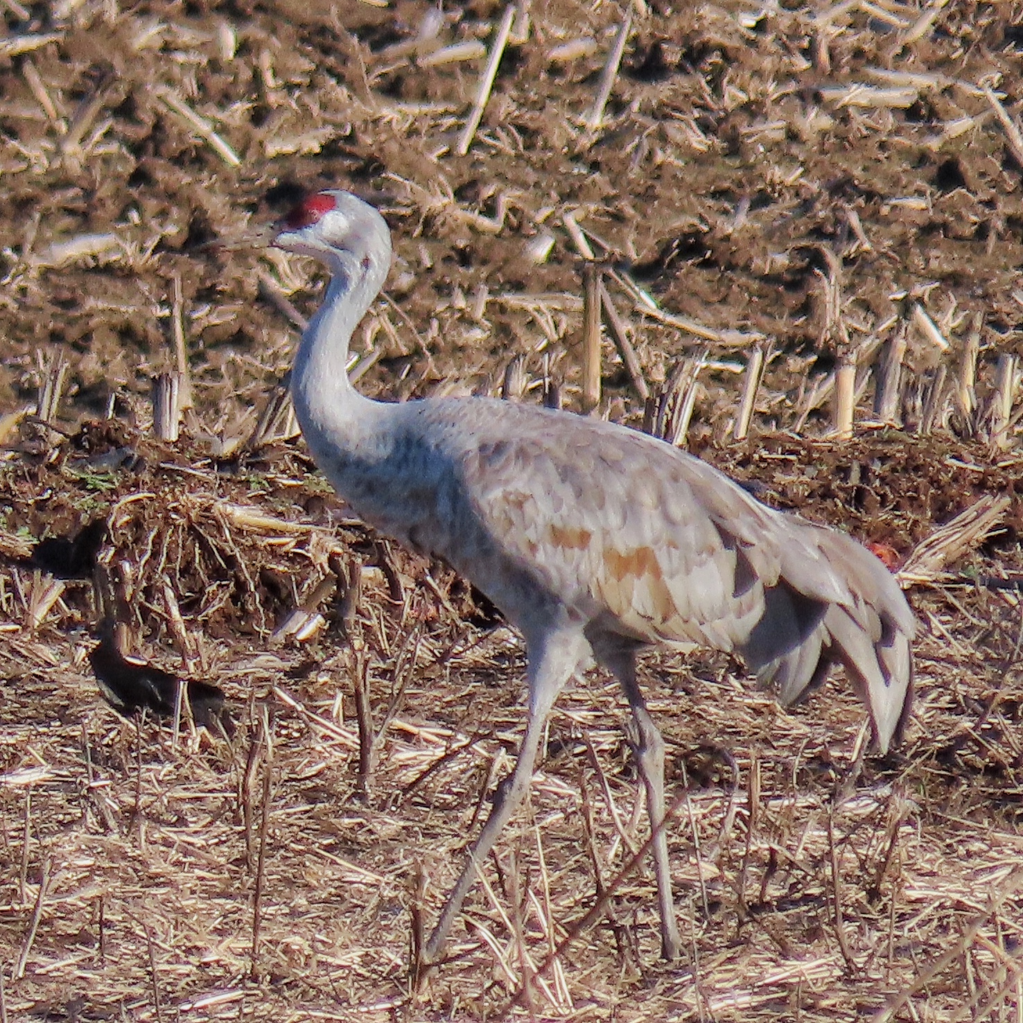 Antigone canadensis tabida (Sandhill Crane) 10,000 Things of the