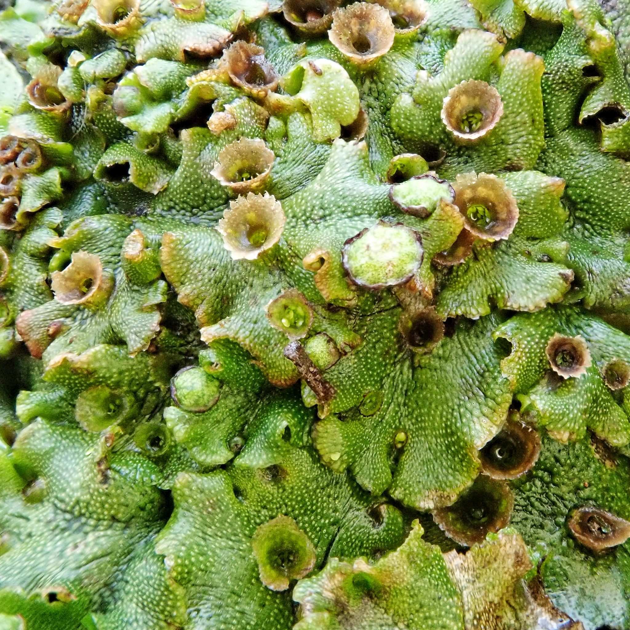 Marchantia latifolia 10,000 Things of the Pacific Northwest