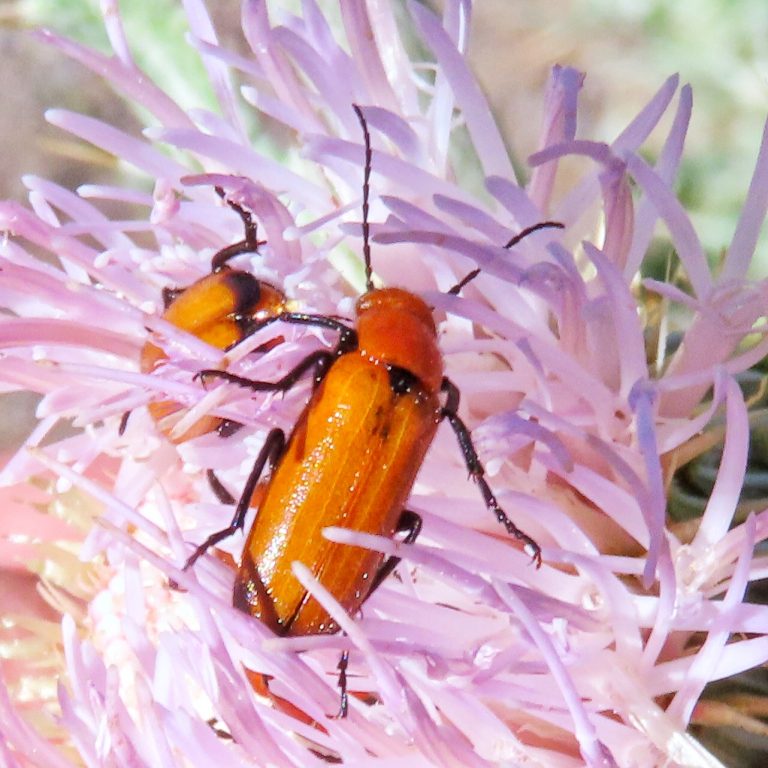 Nemognatha 10,000 Things of the Pacific Northwest