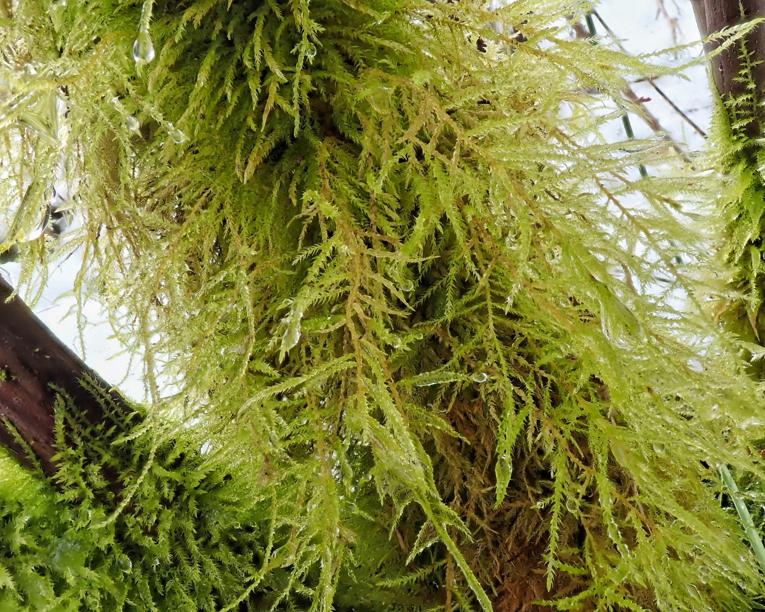 Kindbergia praelonga