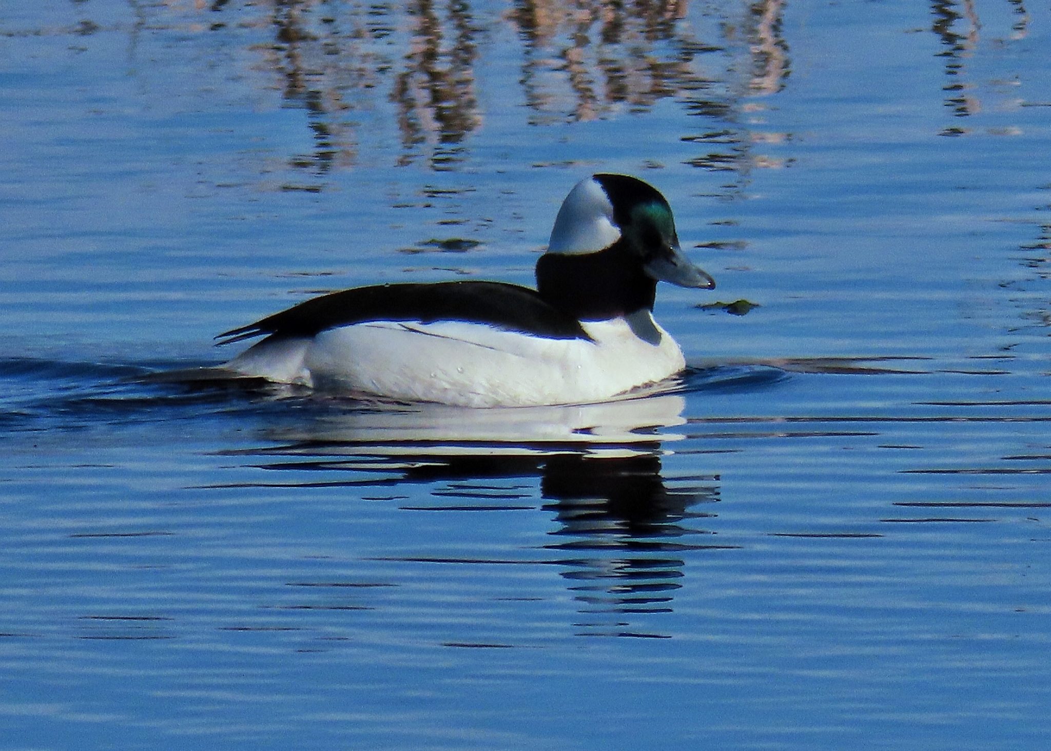 Bucephala albeola (Bufflehead) 10,000 Things of the Pacific Northwest