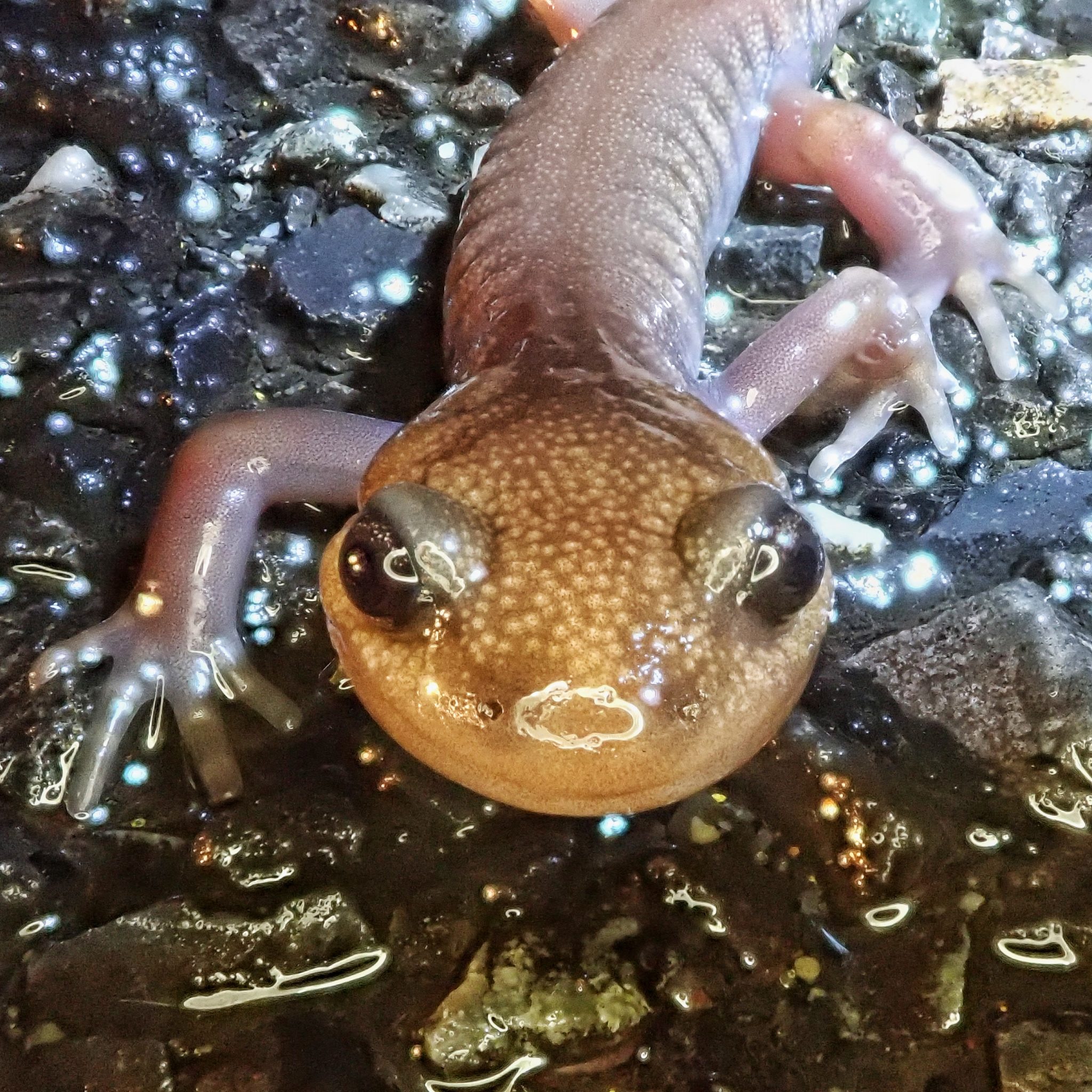 Ambystoma gracile (Northwestern Salamander) 10,000 Things of the