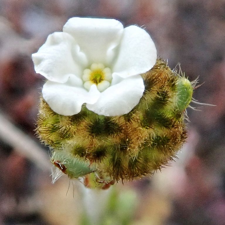 Plagiobothrys nothofulvus 10,000 Things of the Pacific Northwest