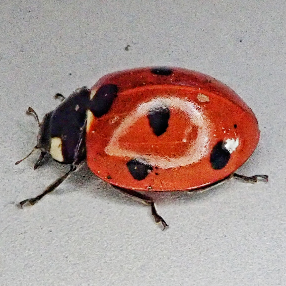 7-spotted Lady Beetle