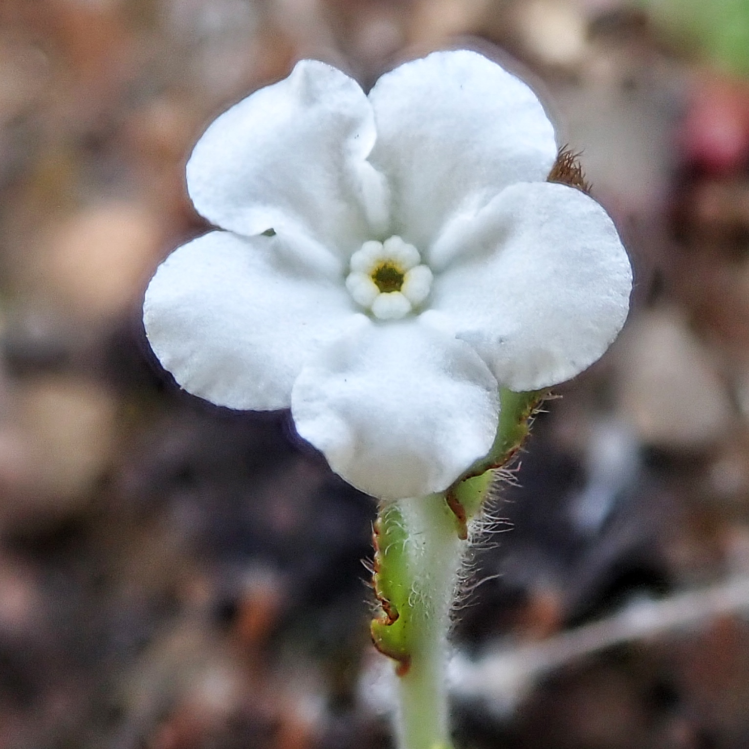 Plagiobothrys nothofulvus 10,000 Things of the Pacific Northwest