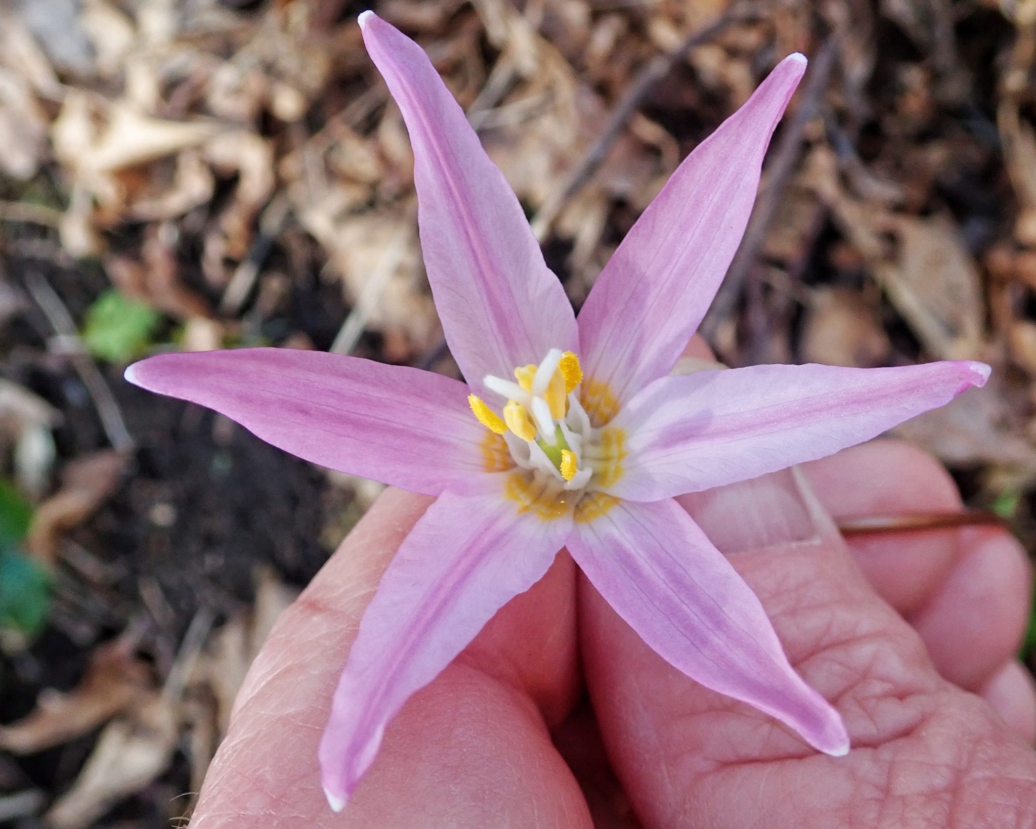 Erythronium revolutum 10,000 Things of the Pacific Northwest