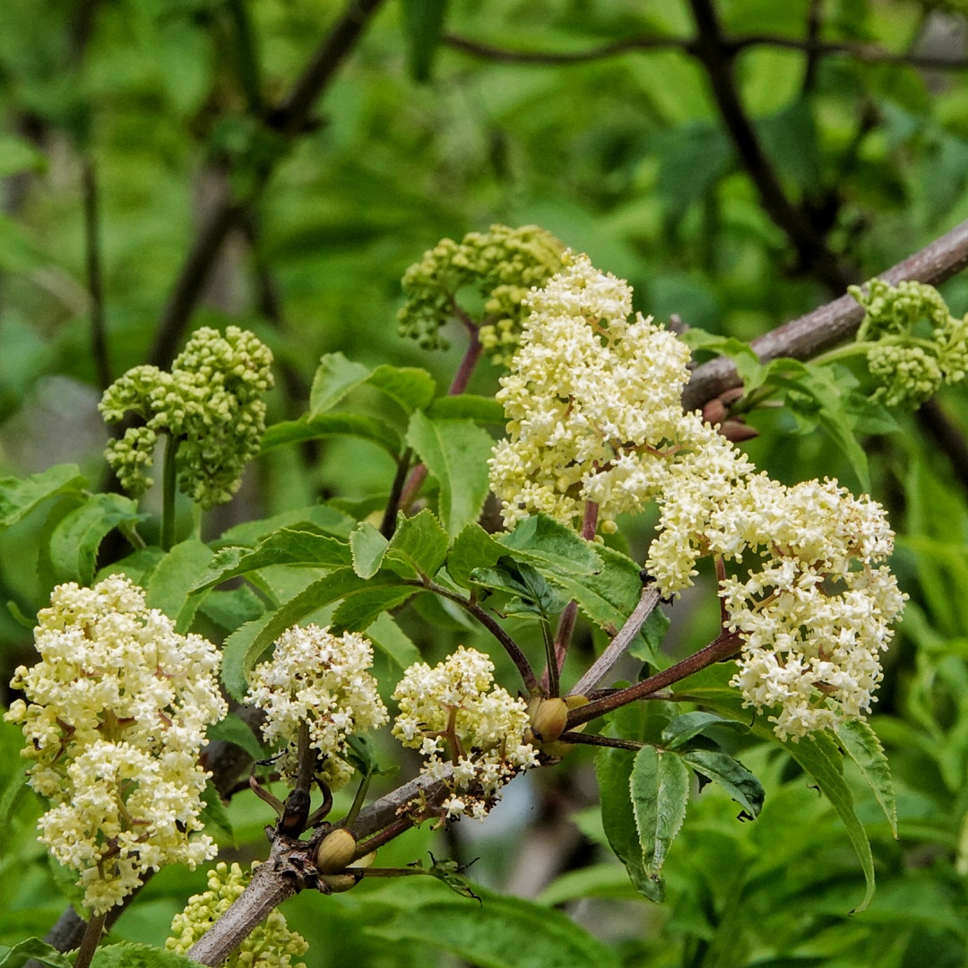 Sambucus racemosa var. arborescens (Pacific Red Elderberry) 10,000