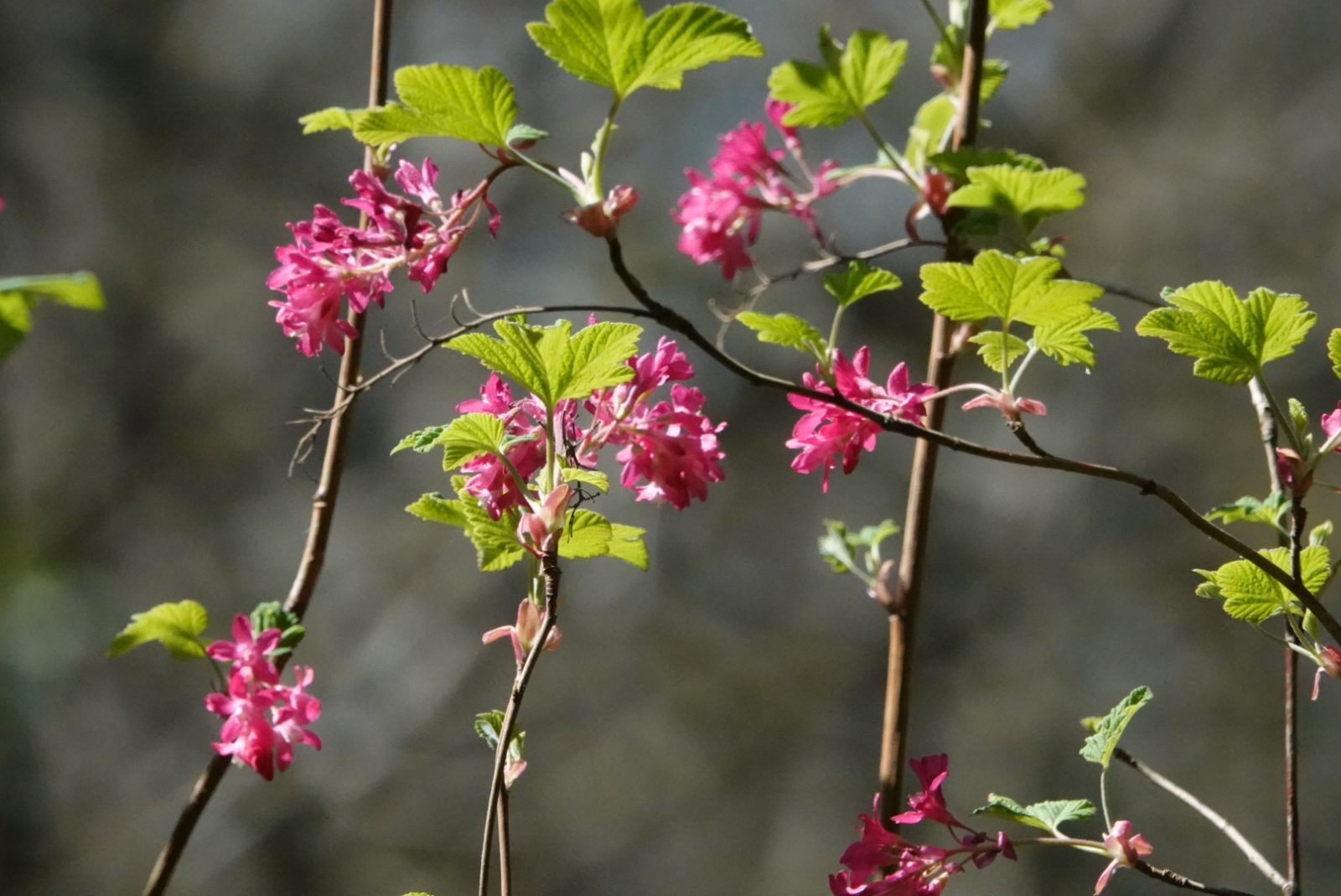 Ribes sanguineum (Redflowering Currant) 10,000 Things of the Pacific Northwest