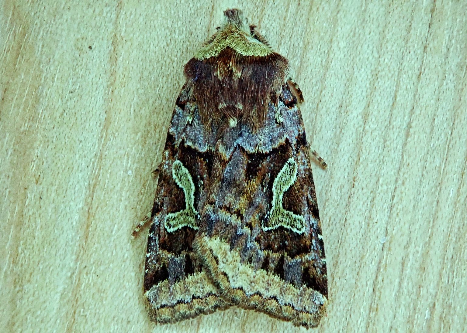 Enigmatic Dart Moth 10,000 Things of the Pacific Northwest