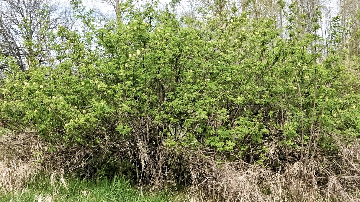 Sambucus racemosa var. arborescens (Pacific Red Elderberry) 10,000