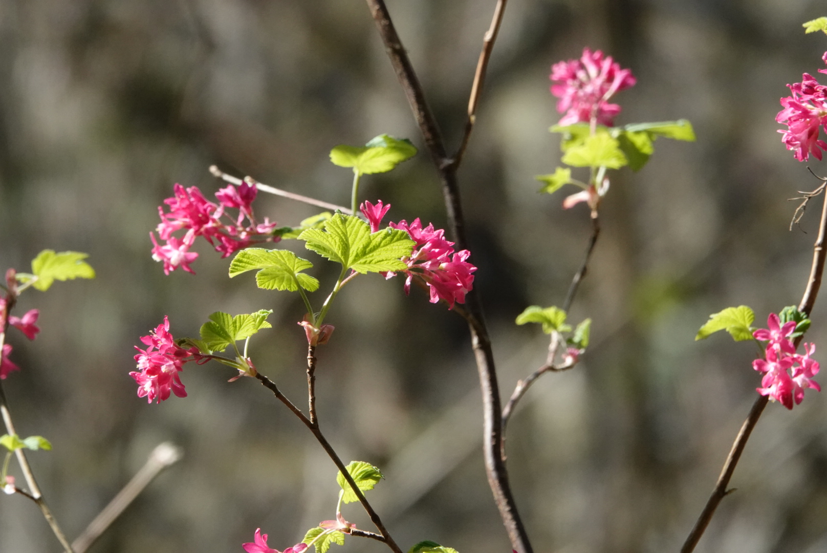 Ribes sanguineum (Redflowering Currant) 10,000 Things of the Pacific