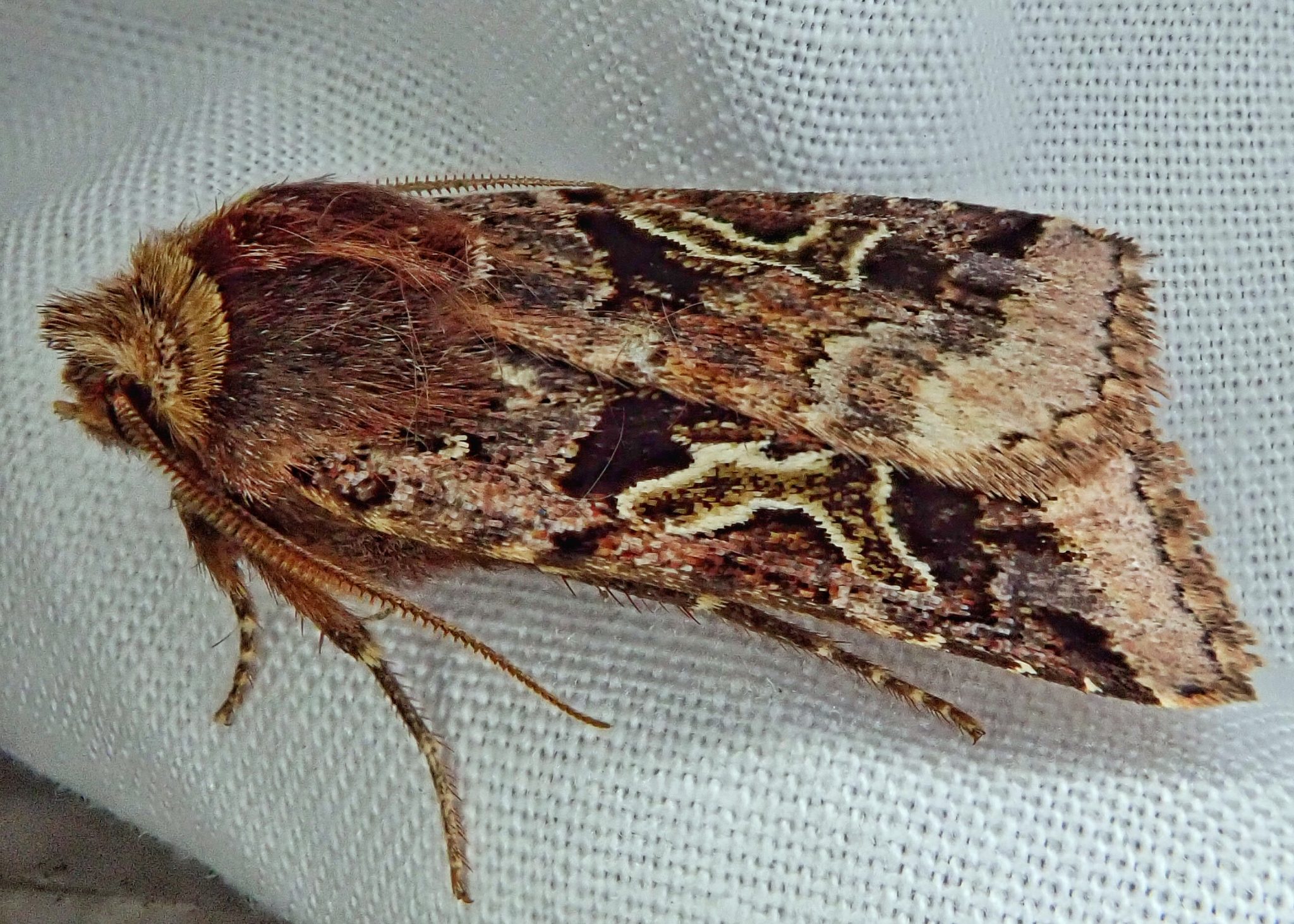 Cerastis enigmatica (Enigmatic Dart Moth) 10,000 Things of the