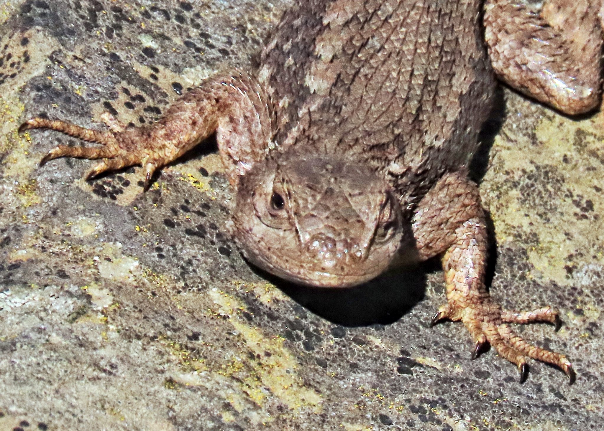 Sceloporus occidentalis (Western Fence Lizard) 10,000 Things of the
