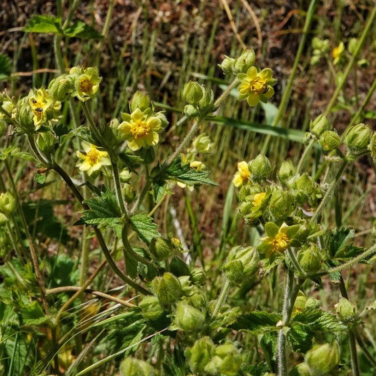 Drymocallis glandulosa (Sticky Cinquefoil) 10,000 Things of the