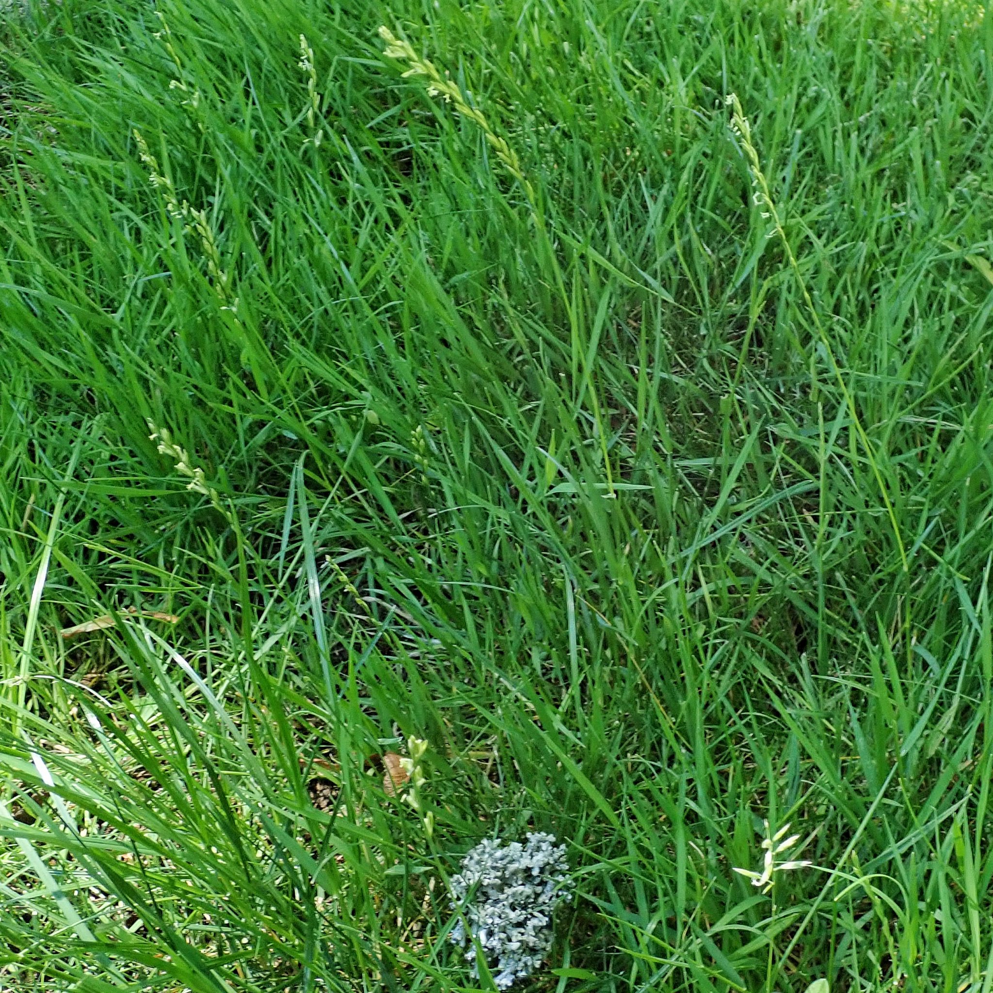 Lolium perenne ssp. perenne (Perennial Ryegrass) 10,000 Things of the