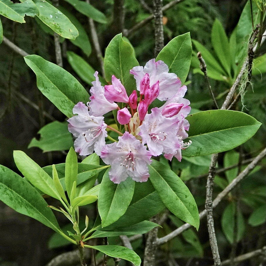 pacific rhododendron fruit