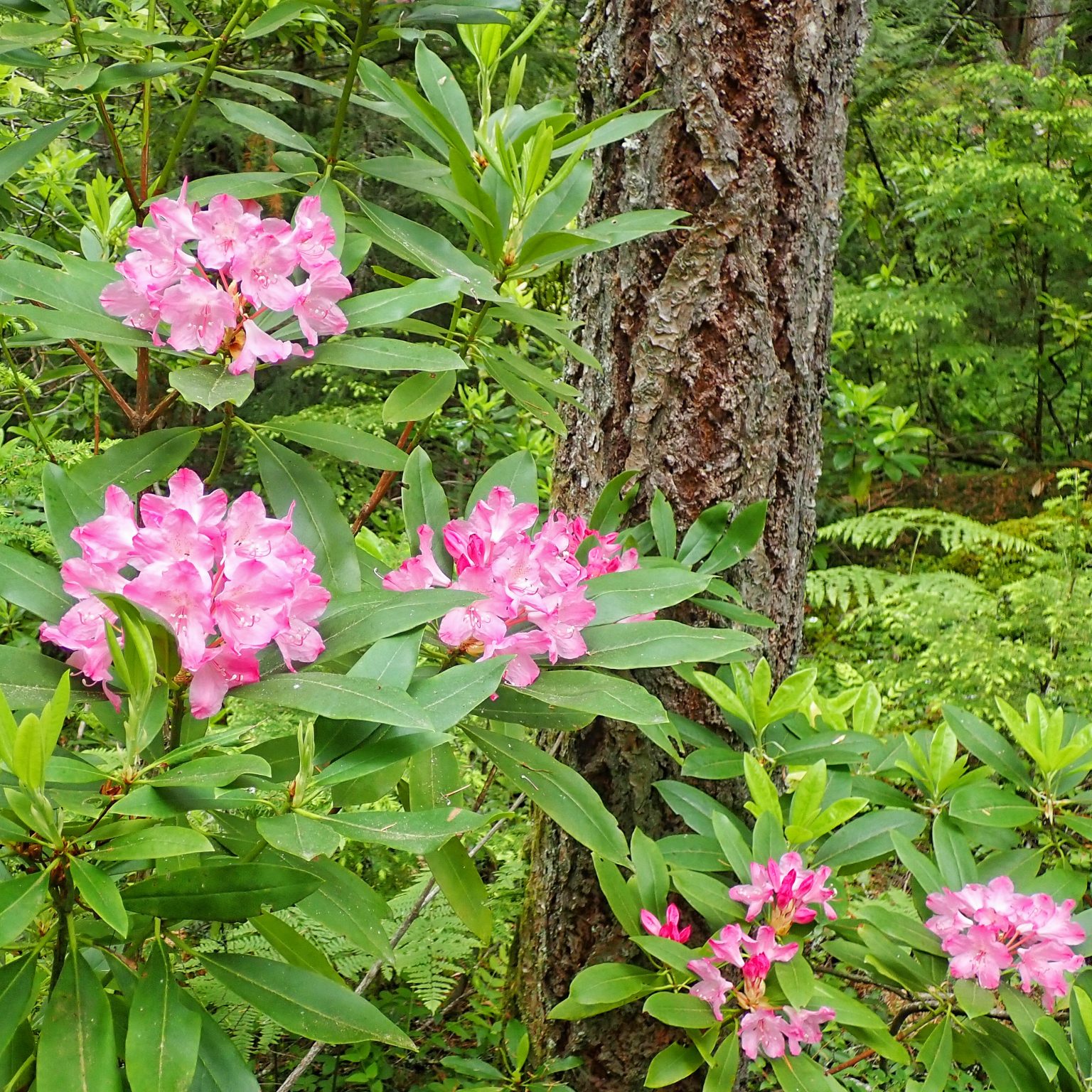Rhododendron macrophyllum (Pacific Rhododendron) 10,000 Things of the