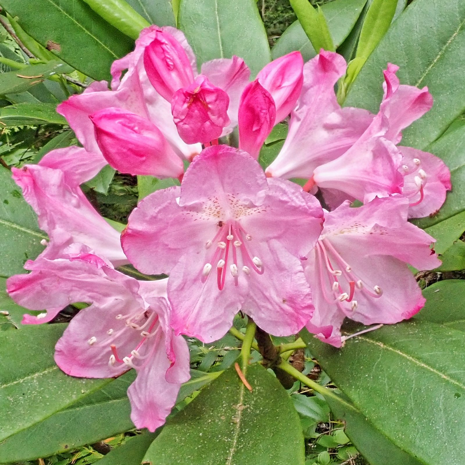 Rhododendron macrophyllum (Pacific Rhododendron) 10,000 Things of the