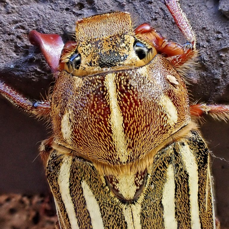 Polyphylla decemlineata (Tenlined June Beetle) 10,000 Things of the Pacific Northwest