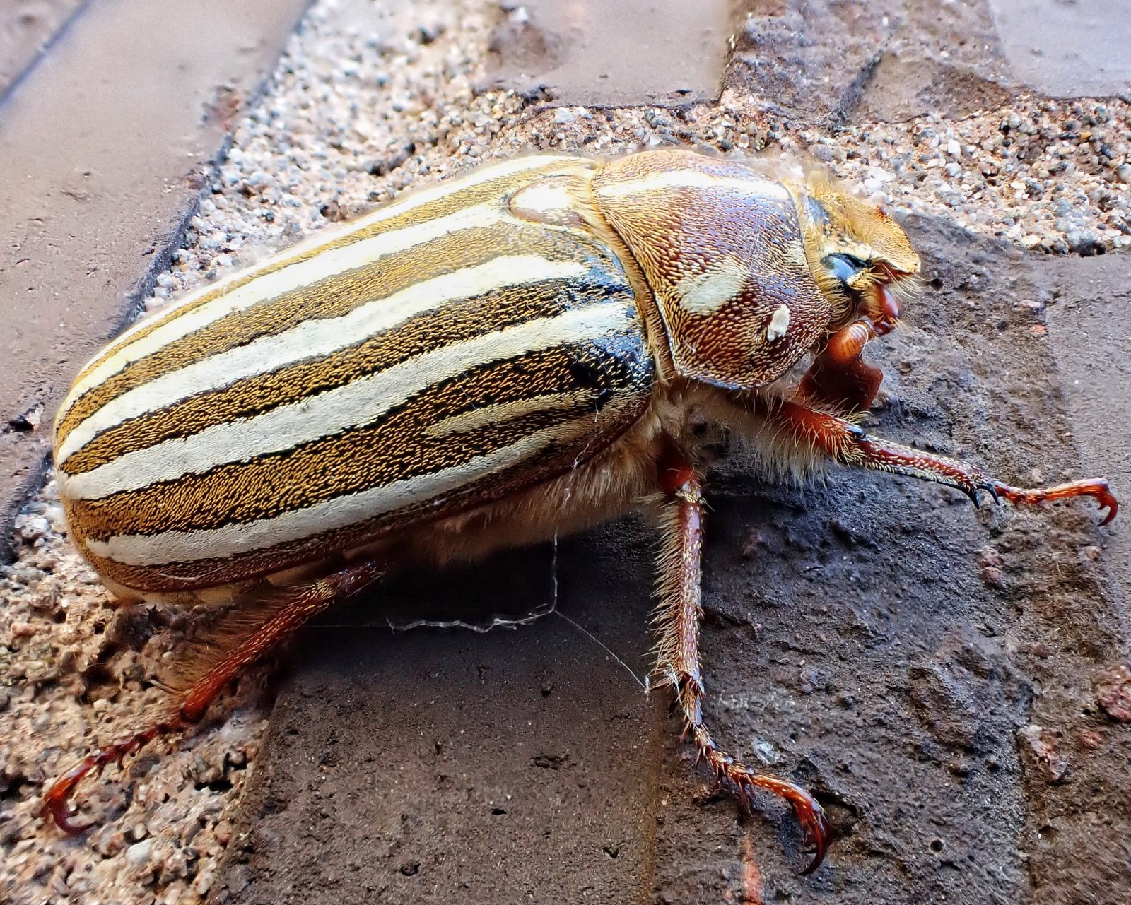 Polyphylla decemlineata (Tenlined June Beetle) 10,000 Things of the