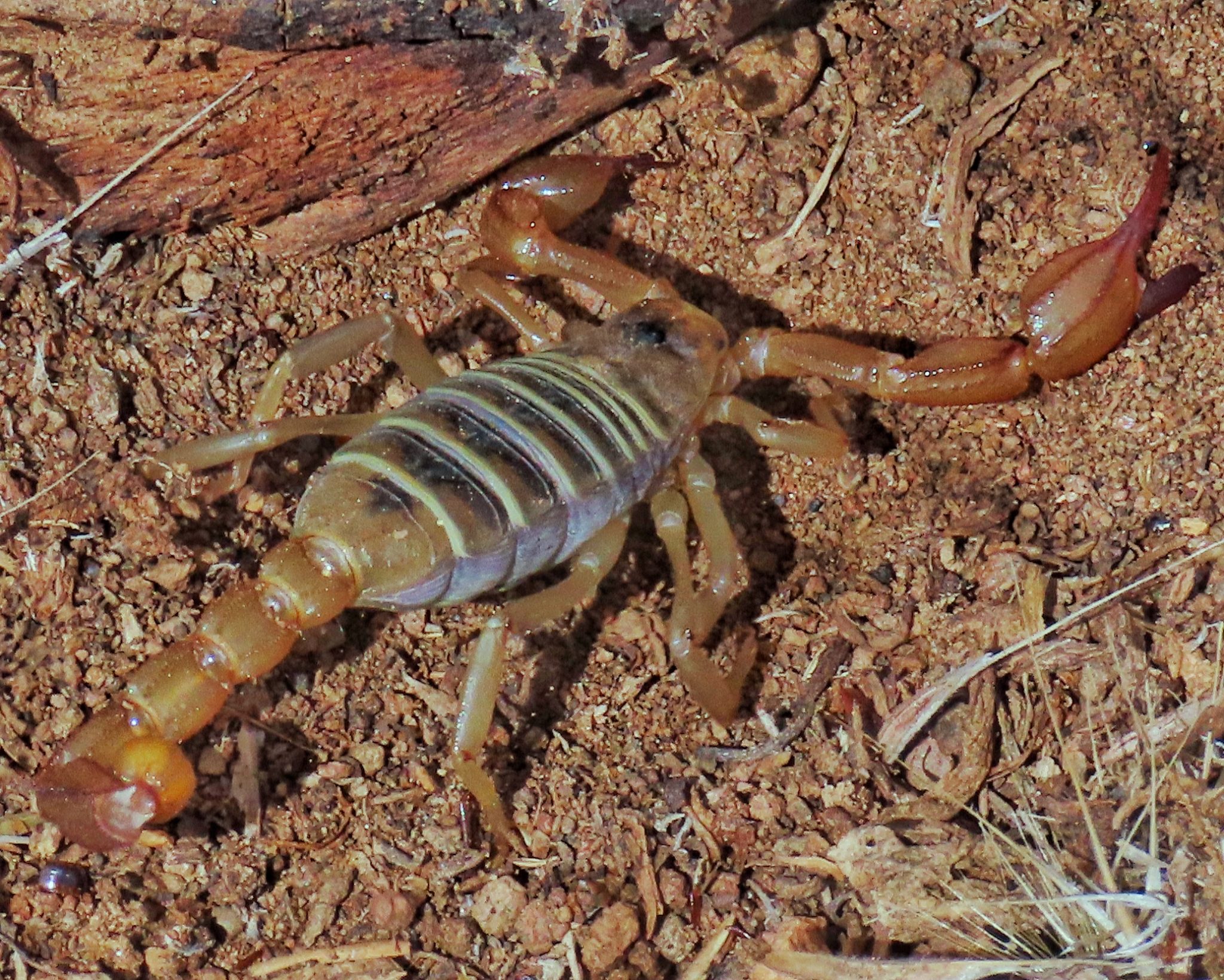 Paruroctonus boreus (Northern Scorpion) 10,000 Things of the Pacific