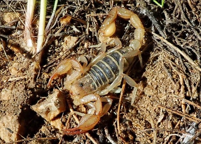 Paruroctonus boreus (Northern Scorpion) 10,000 Things of the Pacific
