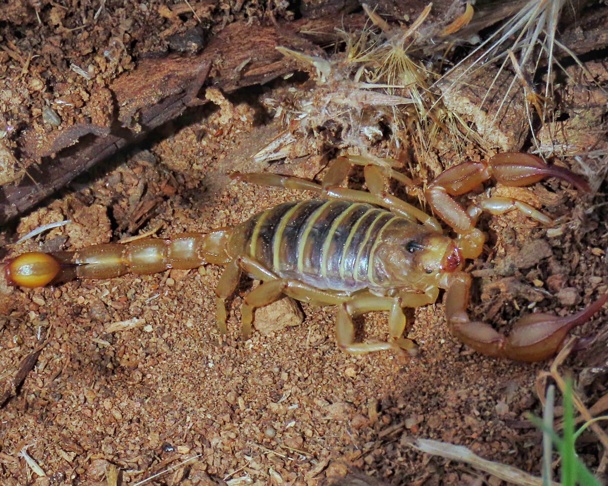 Paruroctonus boreus (Northern Scorpion) 10,000 Things of the Pacific