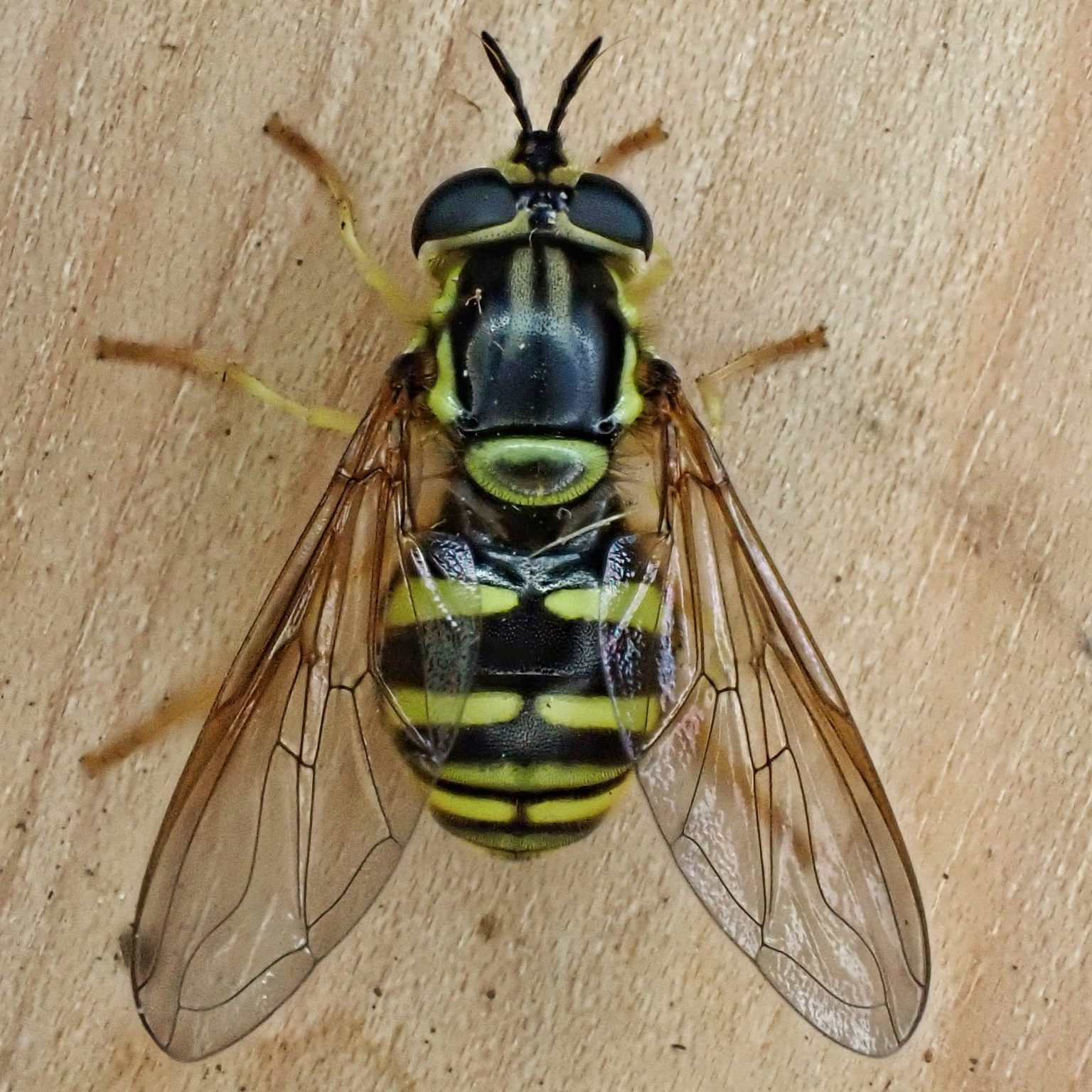 Chrysotoxum flavifrons, Blackshield Meadow Fly
