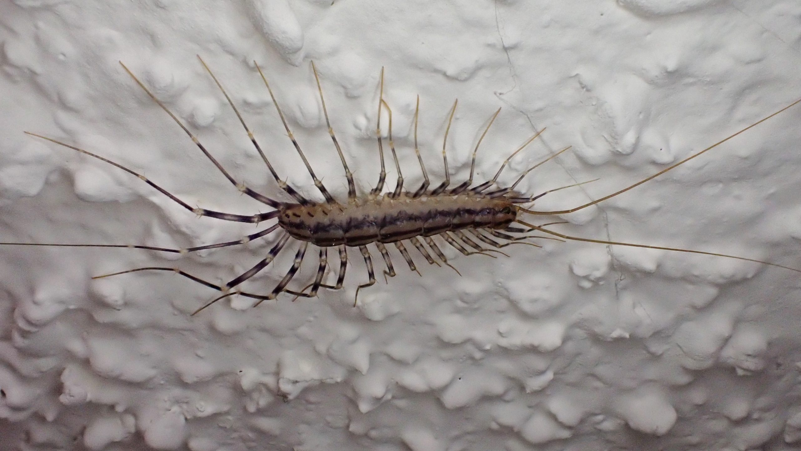 Scutigera coleoptrata (House Centipede) – 10,000 Things of the