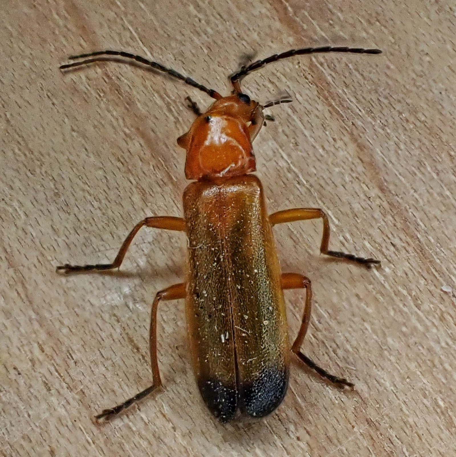 Rhagonycha fulva Red Soldier Beetle) 10,000 Things of the