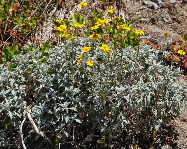 Eriophyllum lanatum – 10,000 Things of the Pacific Northwest