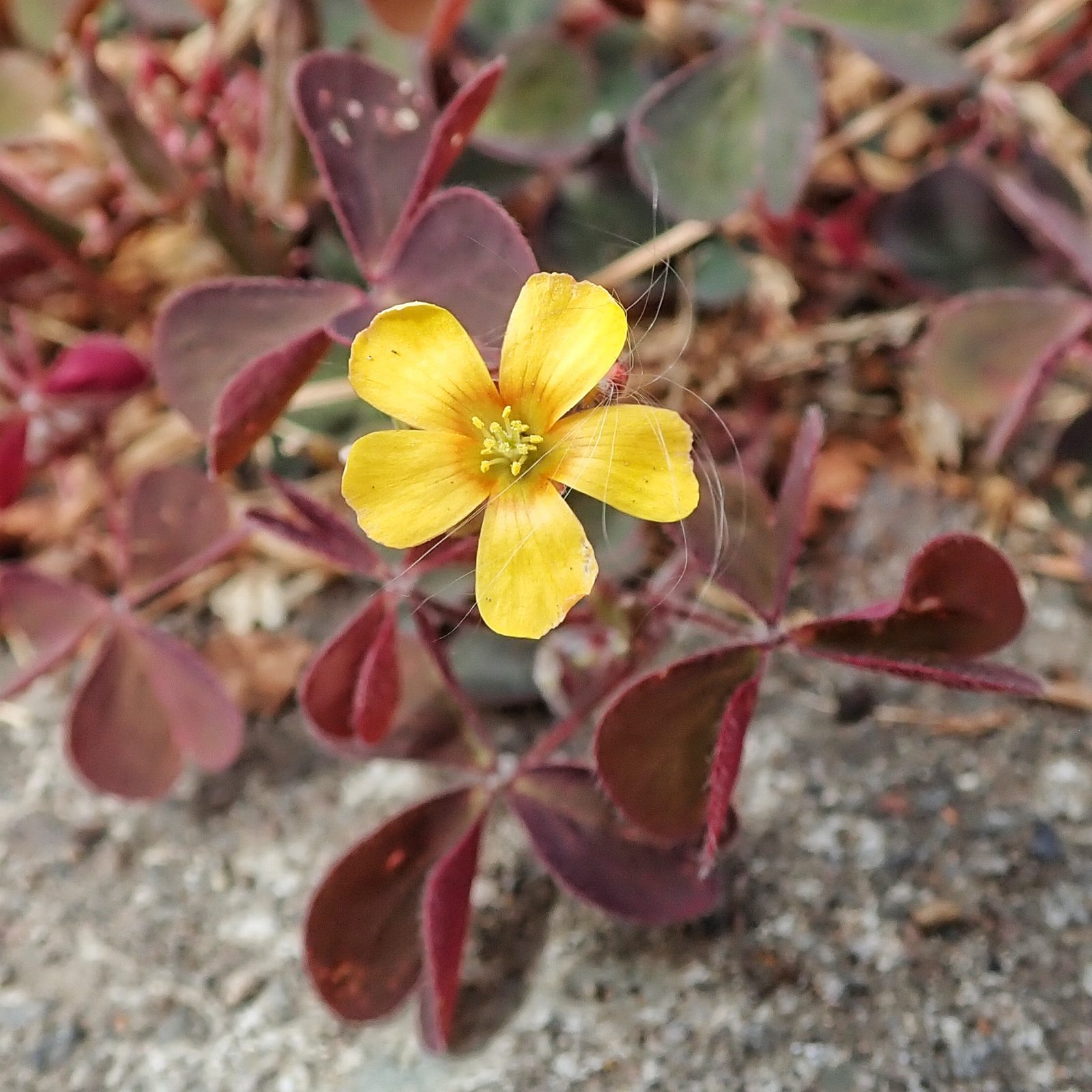 Oxalis 10 000 Things Of The Pacific Northwest