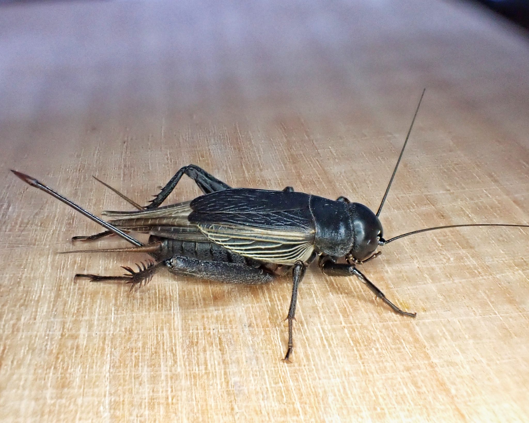 Gryllus pennsylvanicus (Fall Field Cricket) 10,000 Things of the