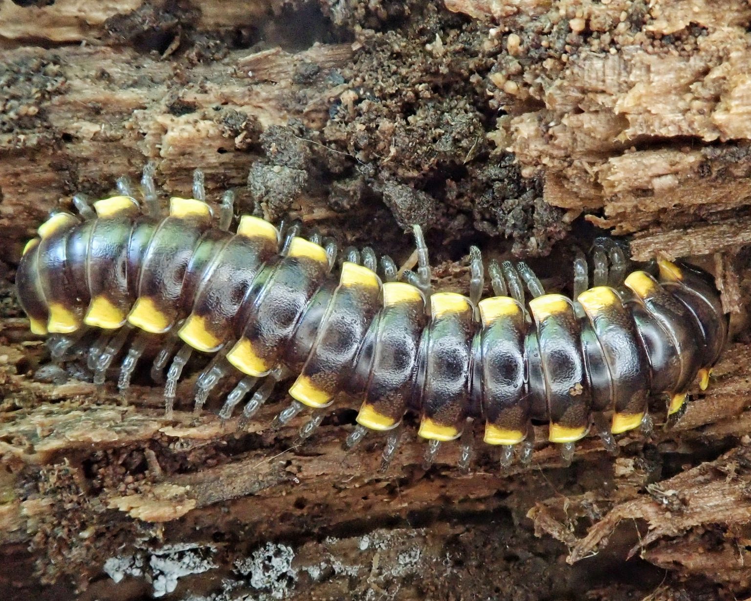 Harpaphe haydeniana 10,000 Things of the Pacific Northwest