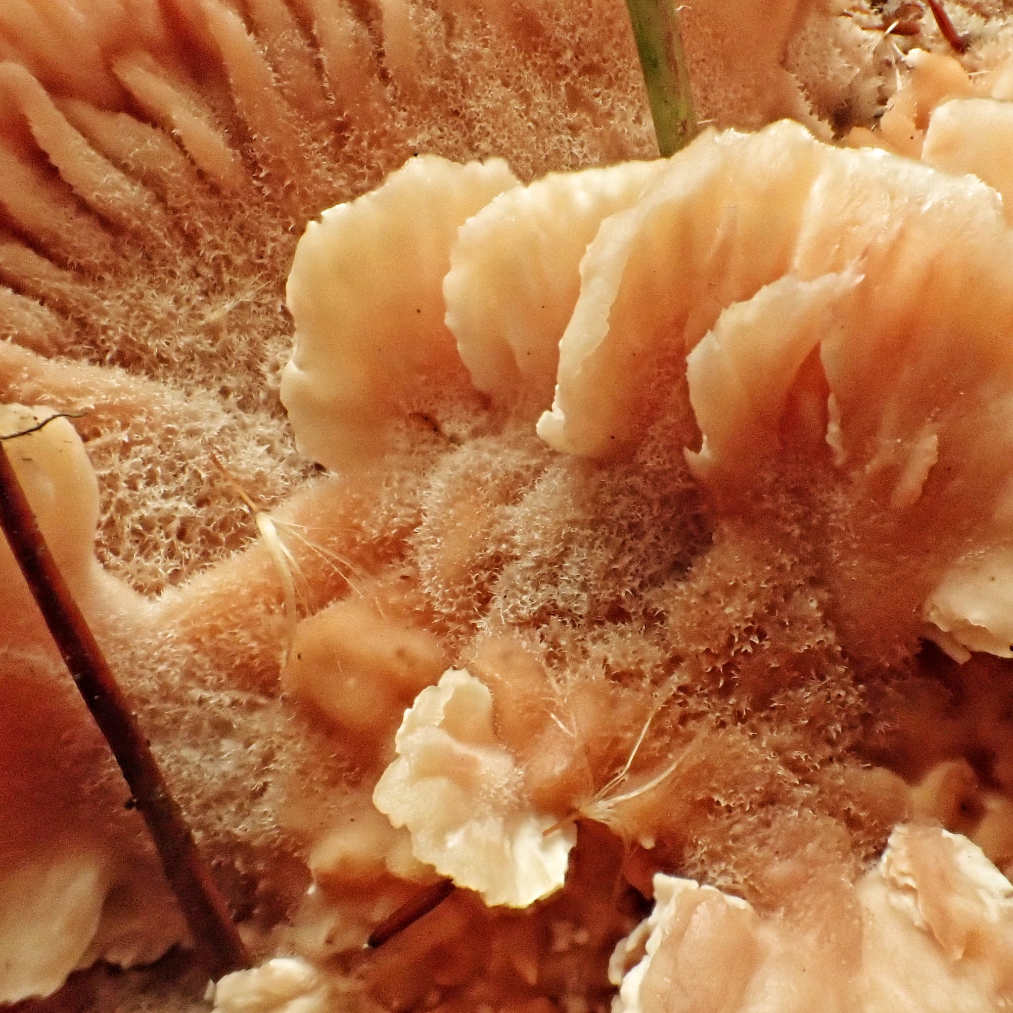 Abortiporus biennis (Blushing Rosette) 10,000 Things of the Pacific