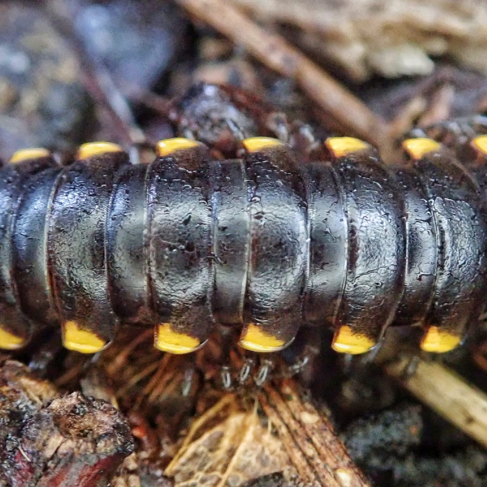 Harpaphe haydeniana 10,000 Things of the Pacific Northwest