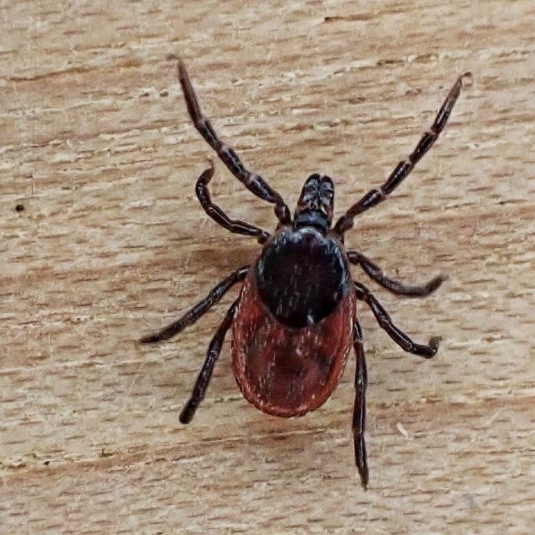 Western Blacklegged Tick 10,000 Things of the Pacific Northwest