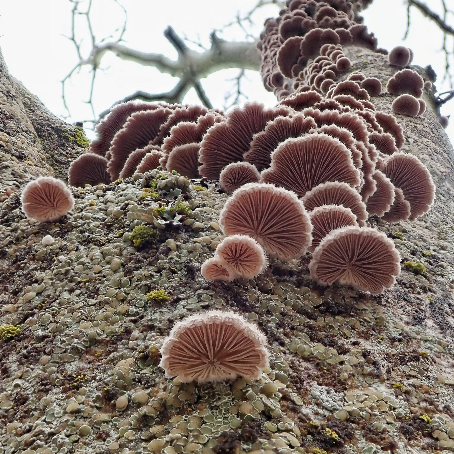Schizophyllum 10,000 Things of the Pacific Northwest