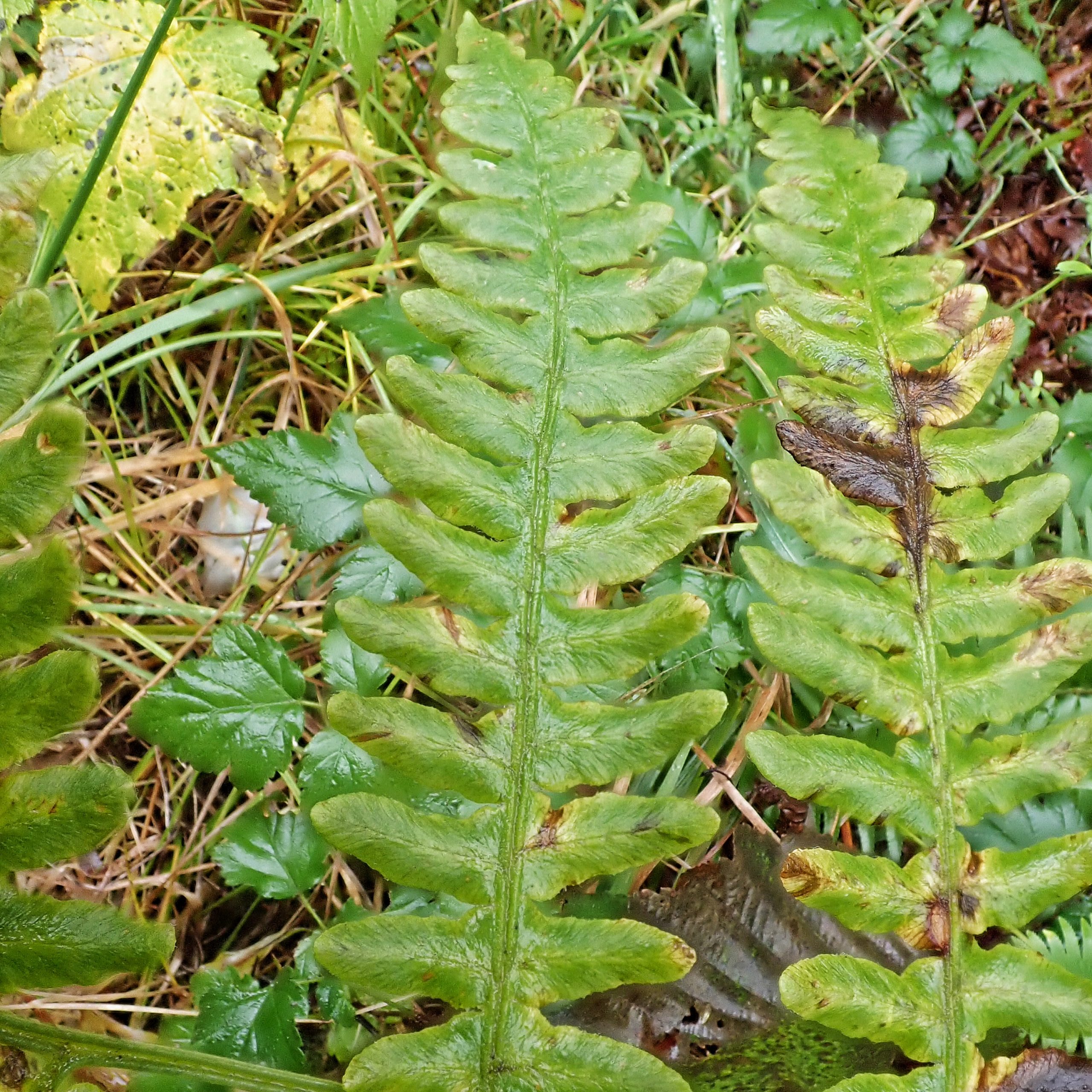 Bracken Fern Toxicity Bracken Fern Toxicity