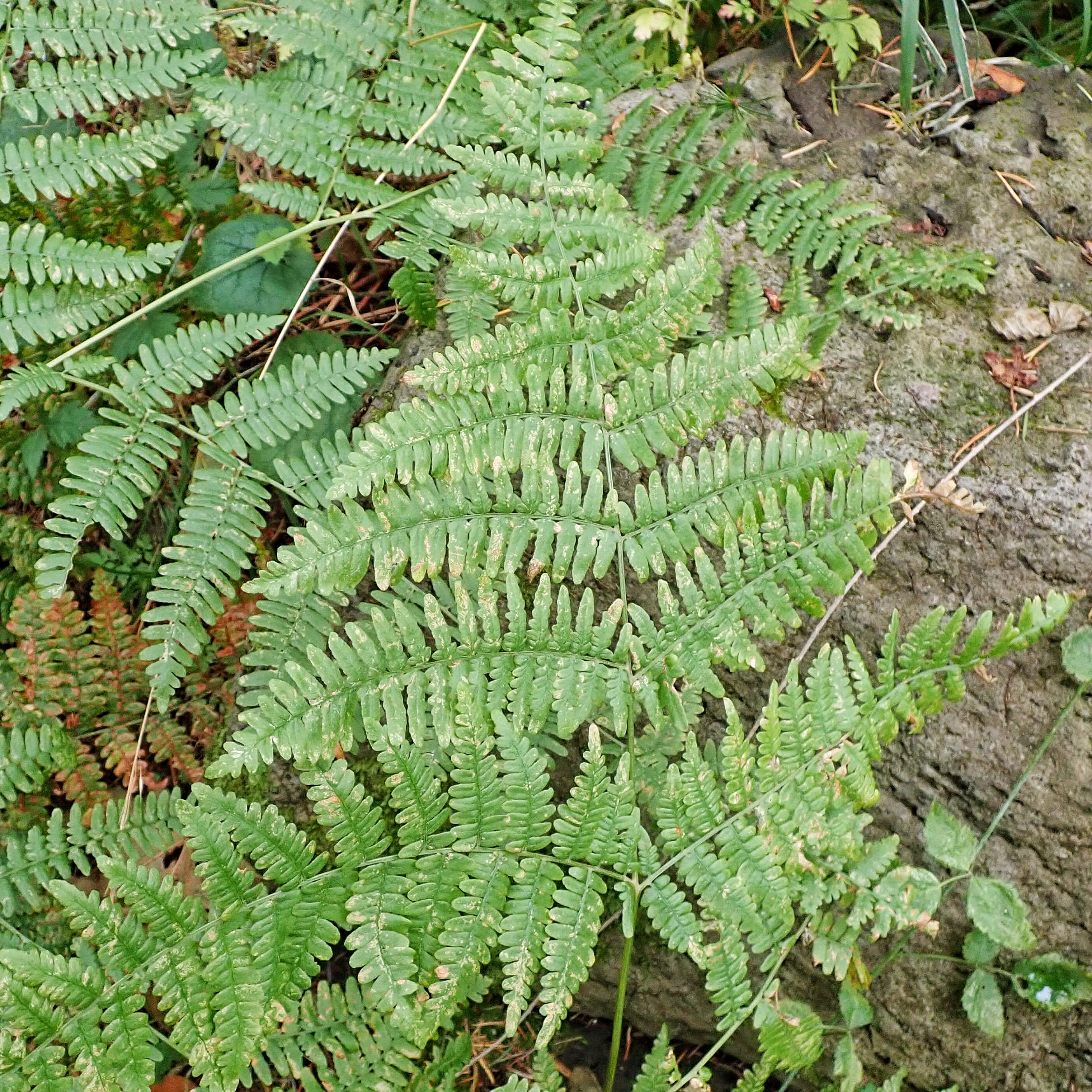Bracken Fern Spores Bracken Fern Spores