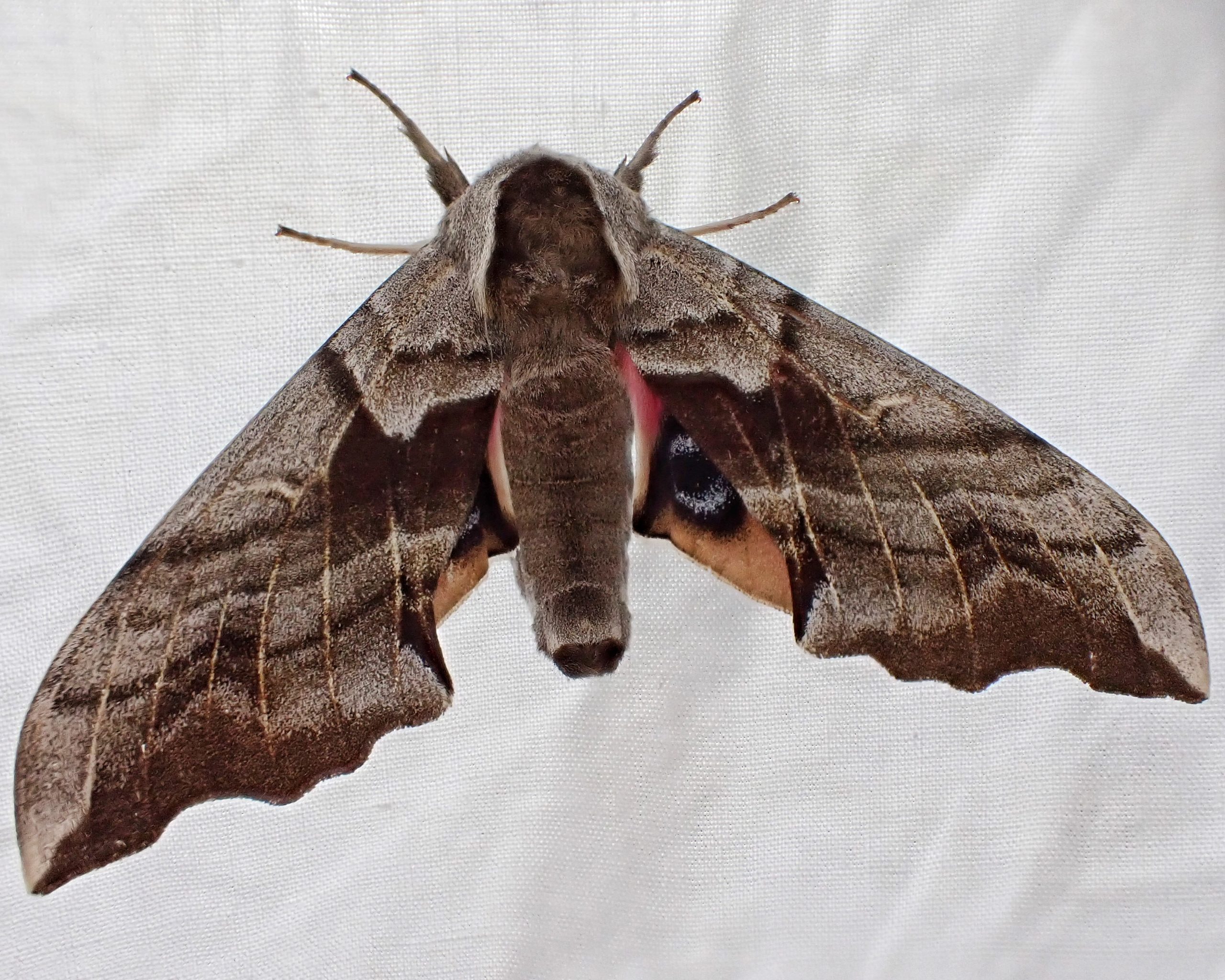 A brand new Hawk Moth — Life in a Southern Forest