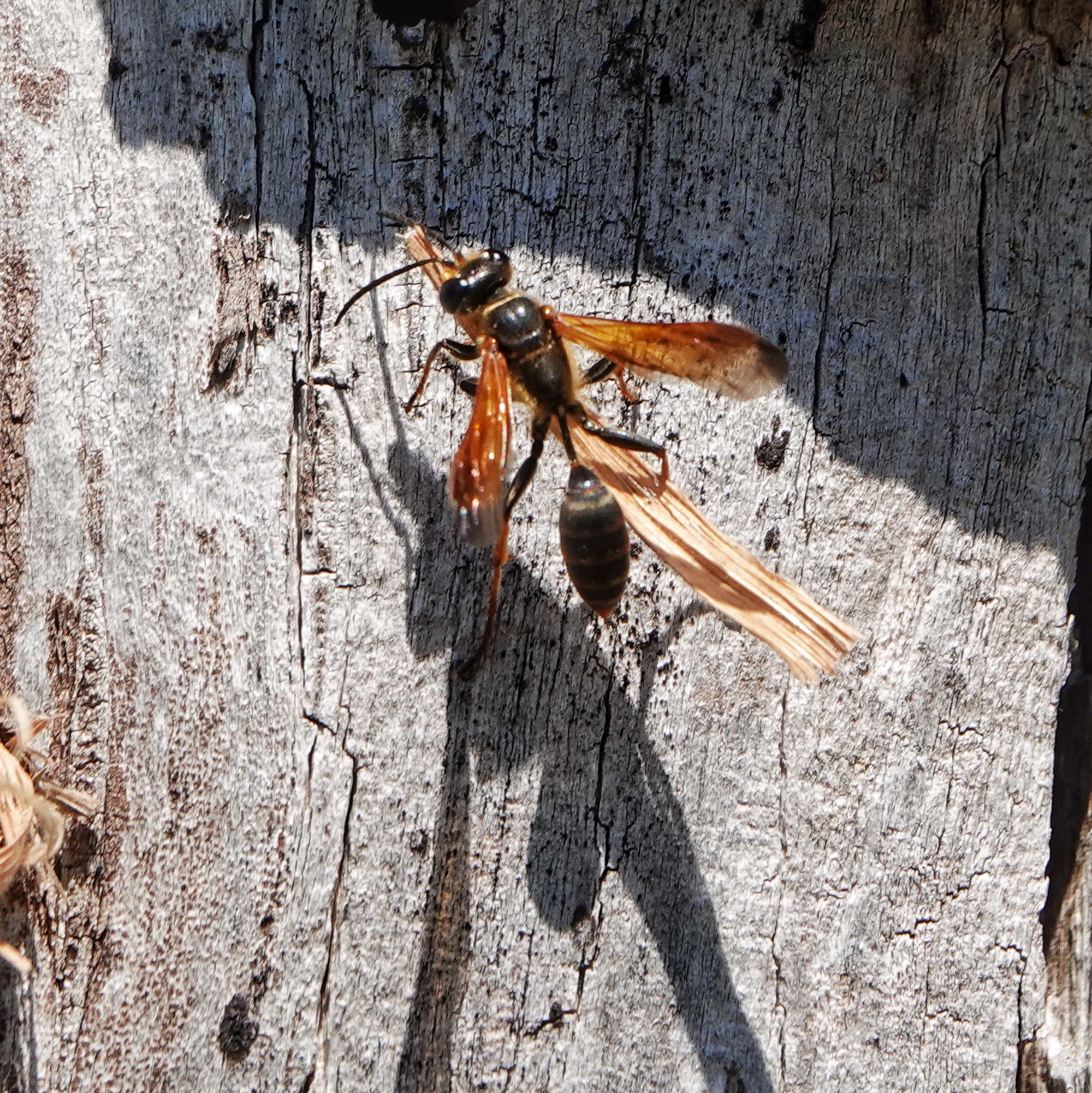 Isodontia elegans (Elegant Grass Carrying Wasp) 10,000 Things of the