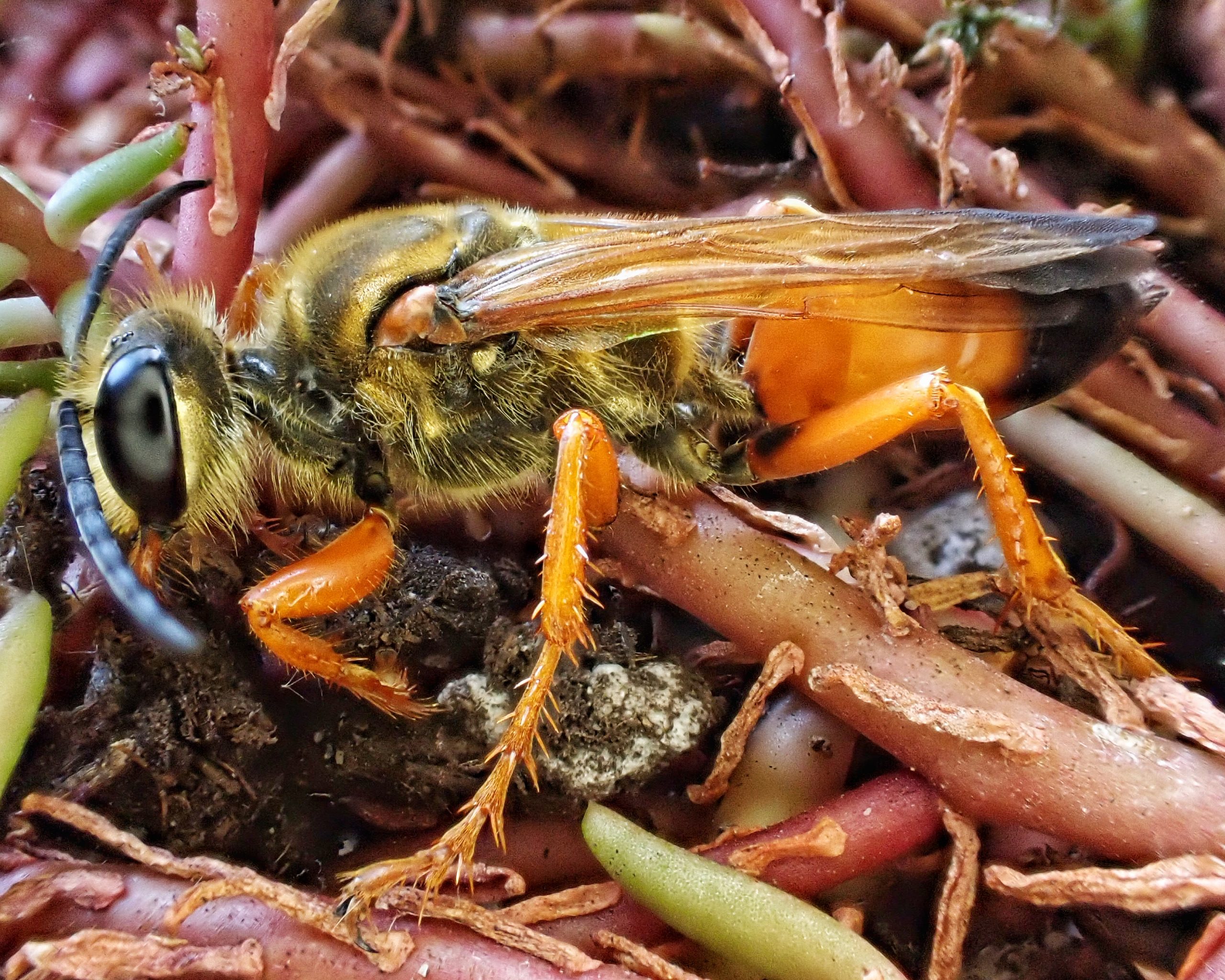 sphex-ichneumoneus-great-golden-digger-wasp-10-000-things-of-the