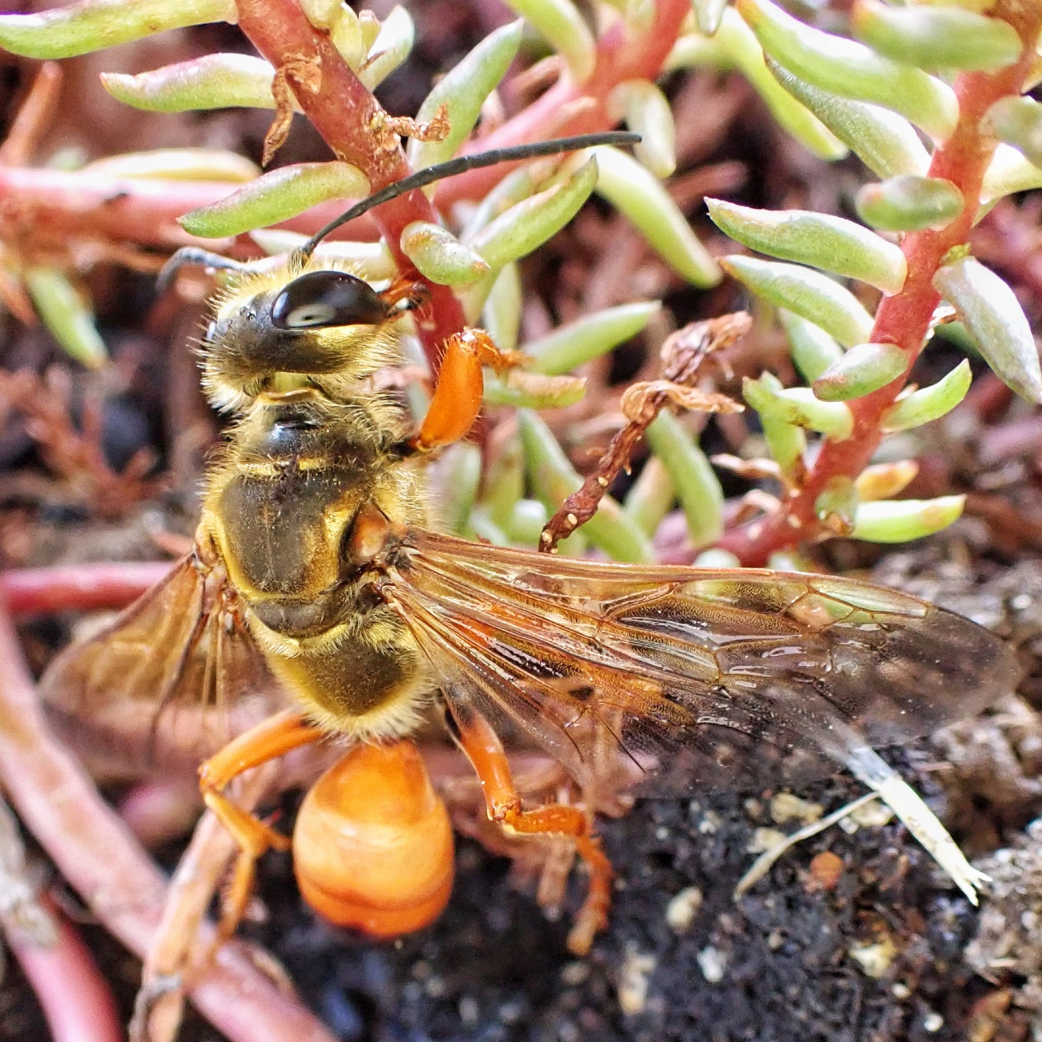 sphex-ichneumoneus-great-golden-digger-wasp-10-000-things-of-the