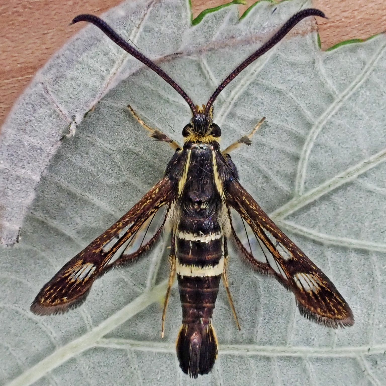 Synanthedon bibiopennis