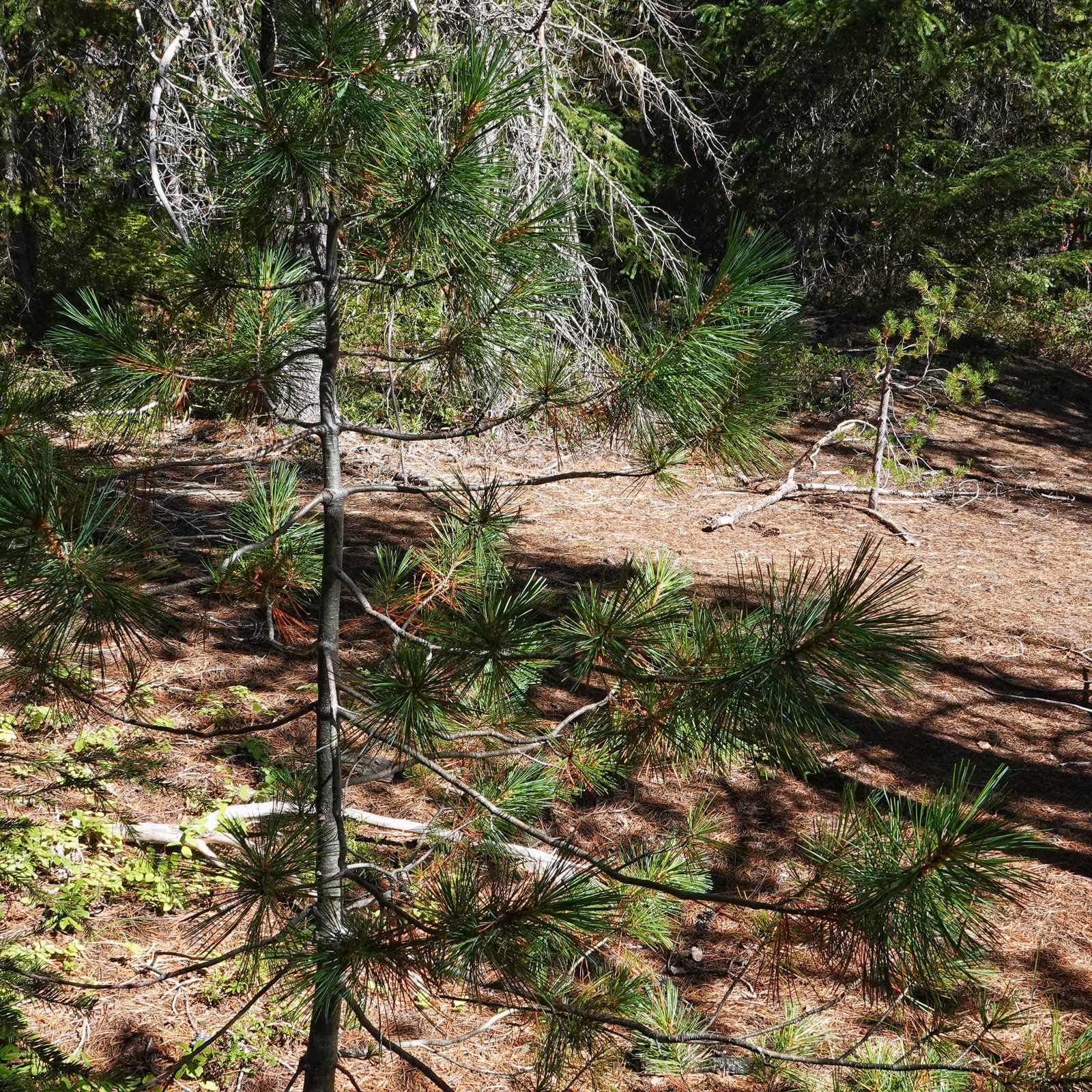 Pinus monticola (Western White Pine) 10,000 Things of the Pacific
