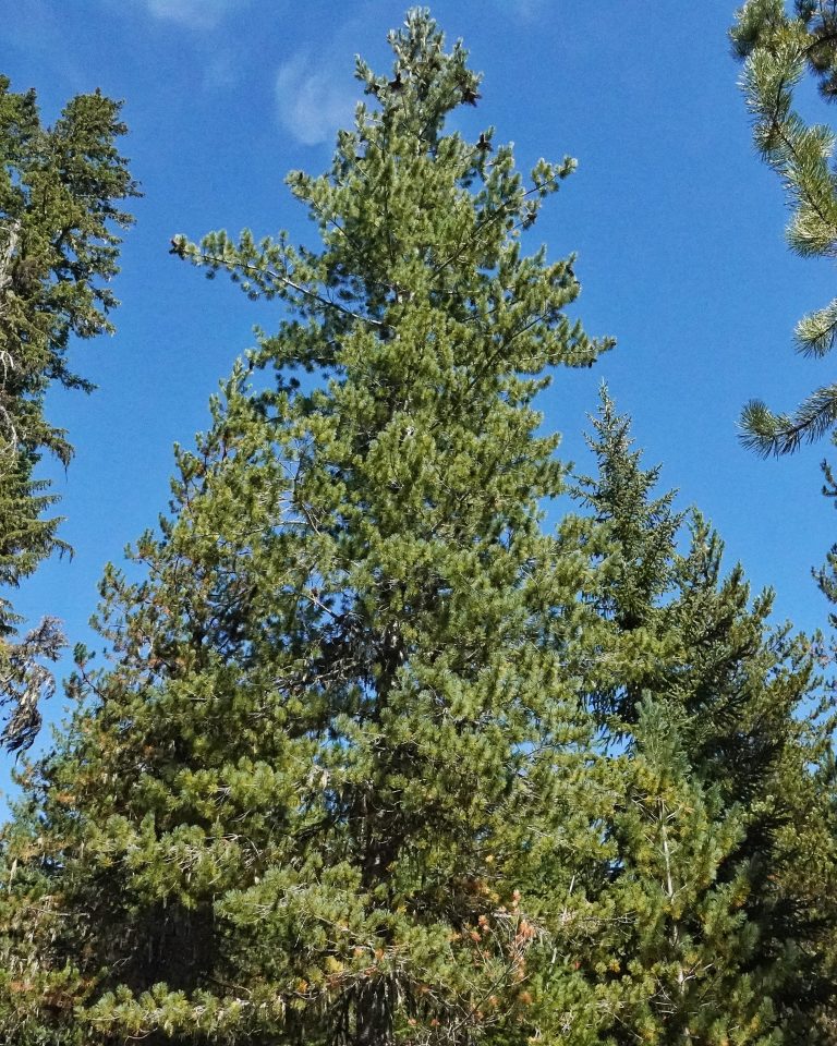 Pinus monticola (Western White Pine) 10,000 Things of the Pacific