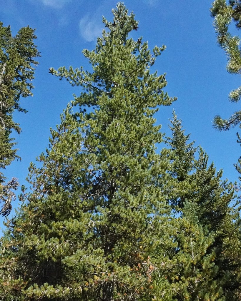 Western white pine - Wikipedia