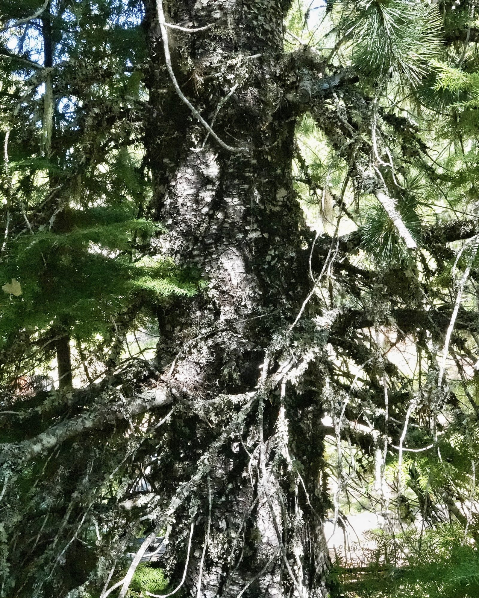 Pinus monticola (Western White Pine) 10,000 Things of the Pacific