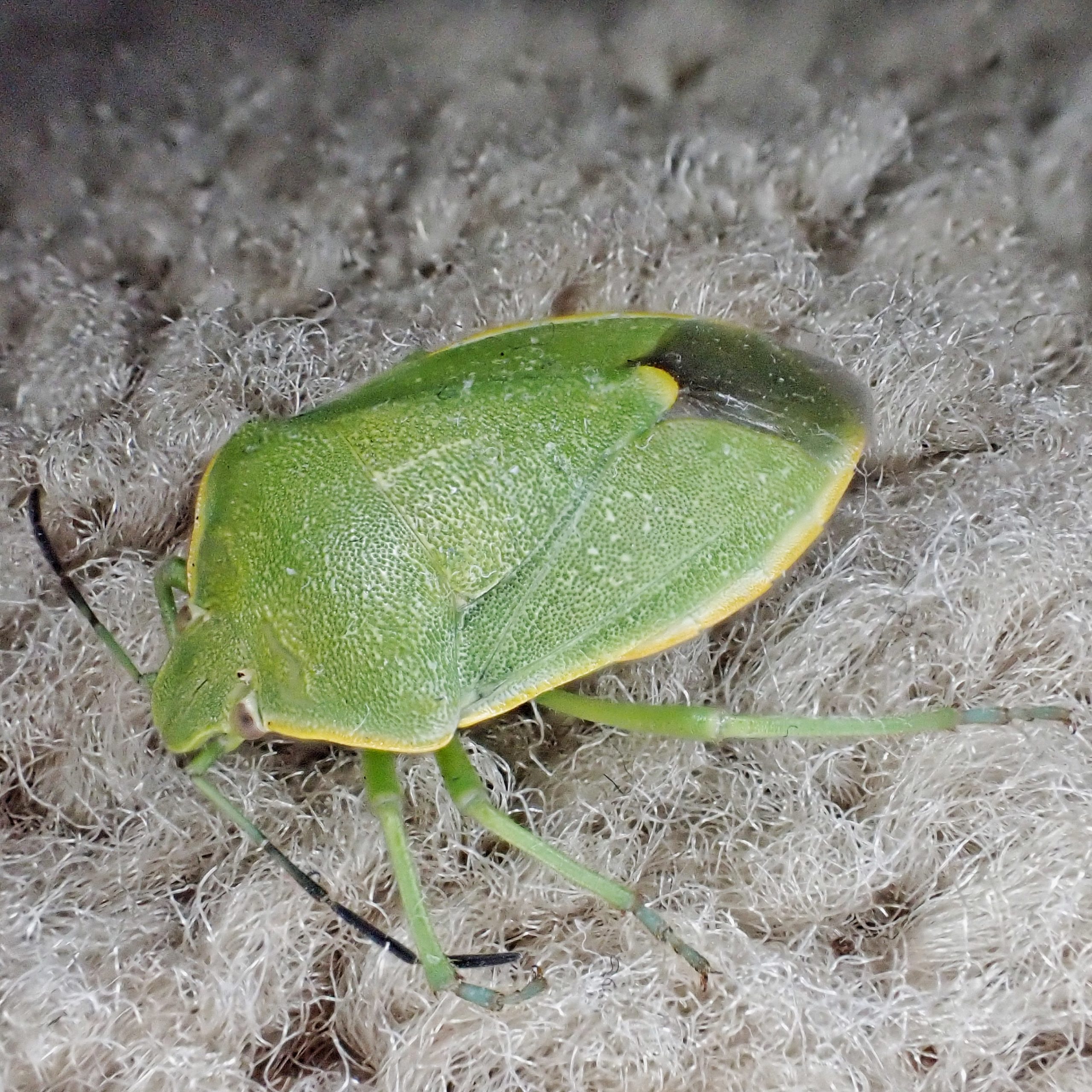 Chlorochroa rossiana – 10,000 Things of the Pacific Northwest